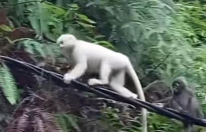 Kemunculan kera putih yang menghebohkan warga di Desa Sebudi, Kecamatan Selat, Karangasem.