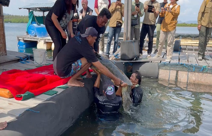 Petugas melepasliarkan penyu hijau hasil sitaan dari penyelundupan di Jembrana ke pantai di Desa Sumberkima, Kecamatan Gerokgak, Kabupaten Buleleng.