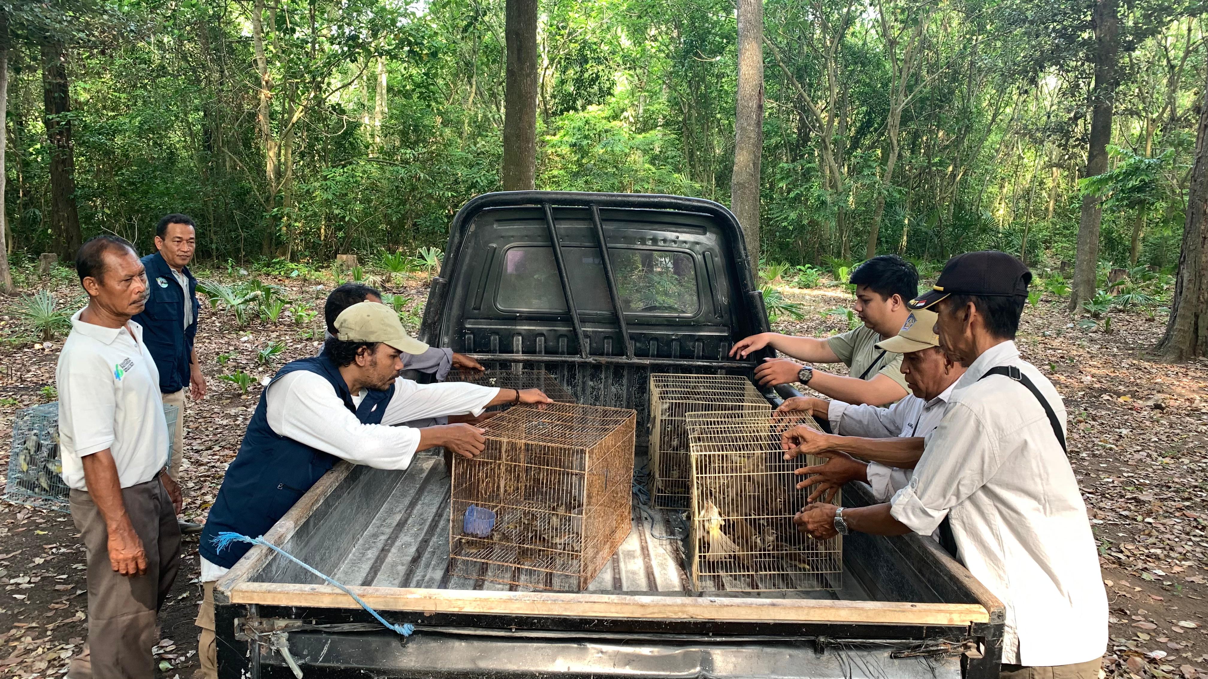 KEMBALI KE HABITAT: Petugas melepasliarkan 310 burung spesies pengicau yakni burung trucuk dan branjangan ke Kawasan Hutan Produksi Terbatas, Desa Sumberklampok, Buleleng.