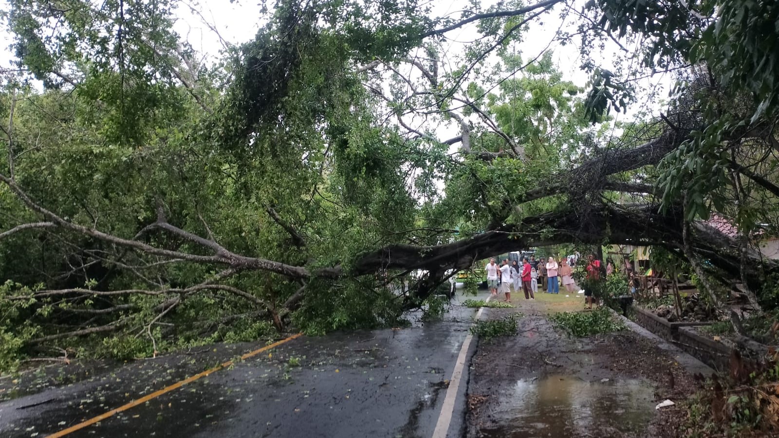 TUMBANG: Pohon tumbang yang menutup akses Jalan Raya Singaraja-Gilimanuk.
