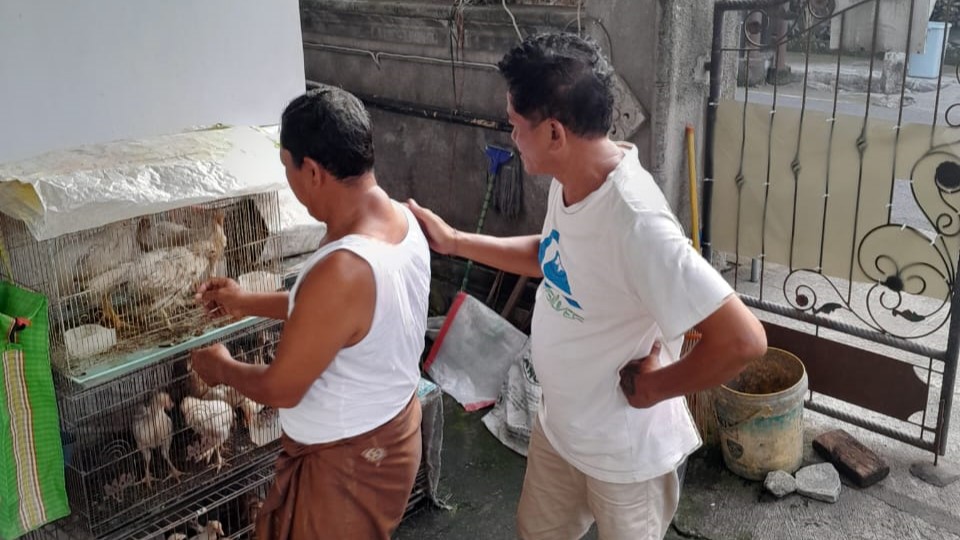 AYAM CARU: I Ketut Lana (pakai singlet) menunjukkan ternak ayam miliknya di Desa Batuagung, Jembrana. Ayam itu dijadikan sarana pecaruan pada upacara bhuta yadnya.