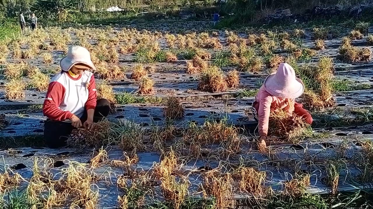 RAUP UNTUNG: Petani bawang merah di Kintamani. Para petani kini meraup untung seiring meningkatnya harga jual. Bahkan pedagang dari Jawa kini ikut menyerbu petani bawang di Kintamani.