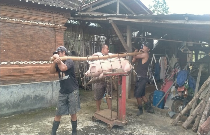 Babi siap potong yang ditimbang beratnya disalah satu peternak Babi di Tabanan. Peernak di Bali saat ini sumringah karena harga meroket.