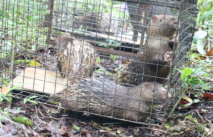 Pelepasliaran 4 ekor Landak Jawa yang merupakan barang bukti dari kasus I Nyoman Sukena. 4 satwa itu dikembalikan ke kawasan hutan konservasi di Desa Pancasari, Kecamatan Sukasada, Kabupaten Buleleng.