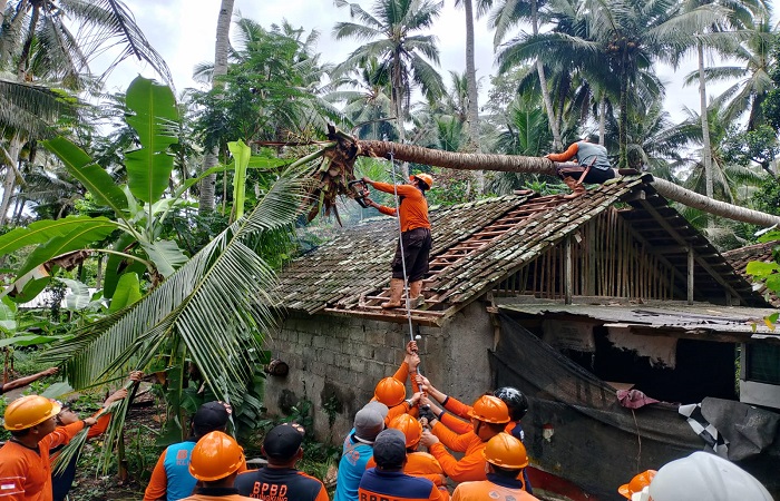 Tim Reaksi Cepat (TRC) BPBD Klungkung masih berjibaku menangani pohon tumbang yang dilaporkan warga.