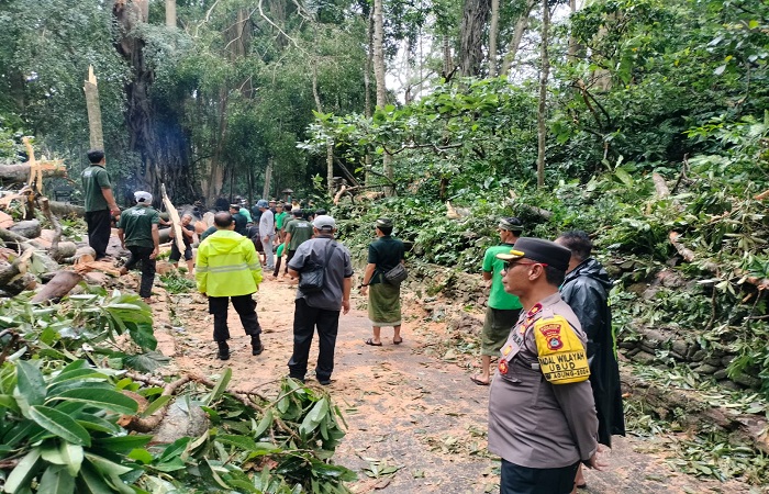 Pohon berukuran besar tumbang menimpa wisatawan yang berkunjung ke Monkey Forest Ubud. Dua wisatawan tewas mengenaskan dan seorang mengalami luka.