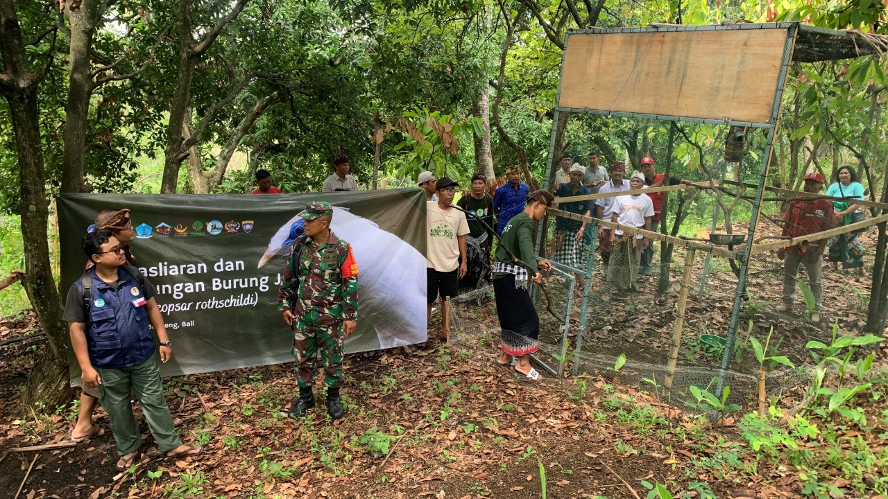 KEMBALI KE HABITAT: Proses pelepasliaran burung Jalak Bali di Desa Tejakula, Buleleng.