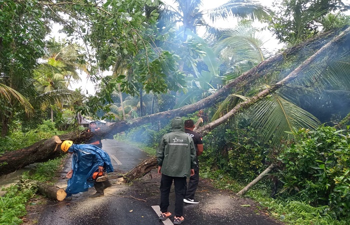 Penanganan pohon tumbang yang berada di Banjar Penulisan Jangkahan Desa Batuaji, Kerambitan, Tabanan.