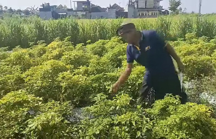 Buah cabai milik petani di Subak Kumpul alami gagal panen akibat curah hujan tinggi.
