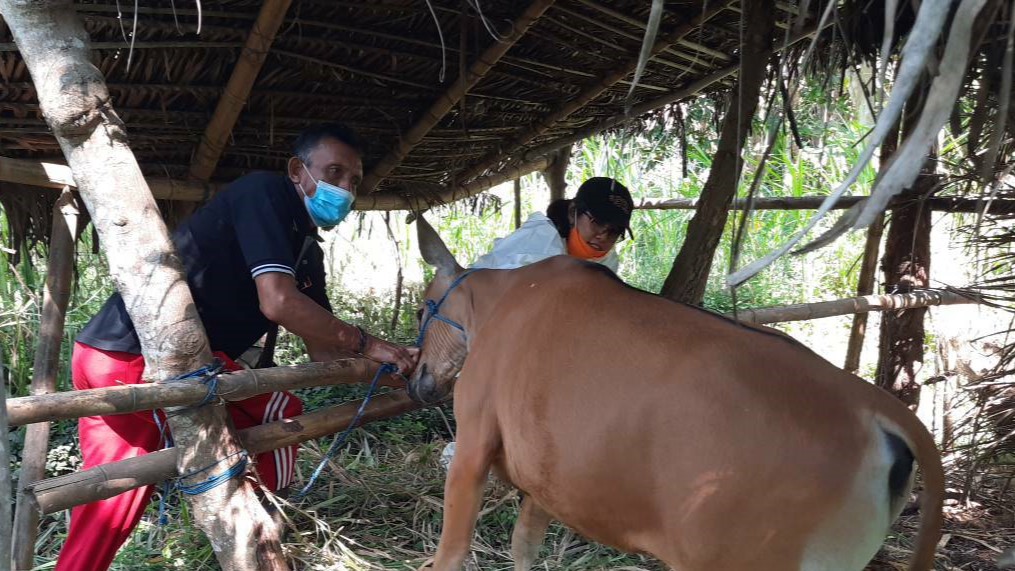 CEGAH PMK: Pemeriksaan kesehatan sapi yang dilakukan petugas Dinas Pertanian Buleleng di salah satu kandang milik peternak.