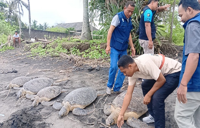5 dari 29 ekor penyu dari pengungkapan kasus penyeludupan dilaporkanmati. Lima penyu dikubur di pesisir pantai Desa Perancak.