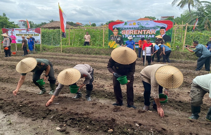Polres Buleleng tanam jagung via daring, dalam rangka mendukung swasembada pangan nasional.