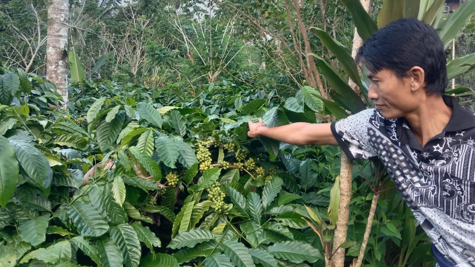 CUAN MELIMPAH: Petani kopi di Desa Pujungan menunjukkan tanaman kopi di kebun miliknya.