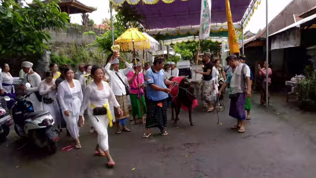 SARANA UPAKARA: Seekor sapi jantan hitam legam diarak mengelilingi Desa Adat Bulian. Sapi itu digunakan sebagai sarana upakara.