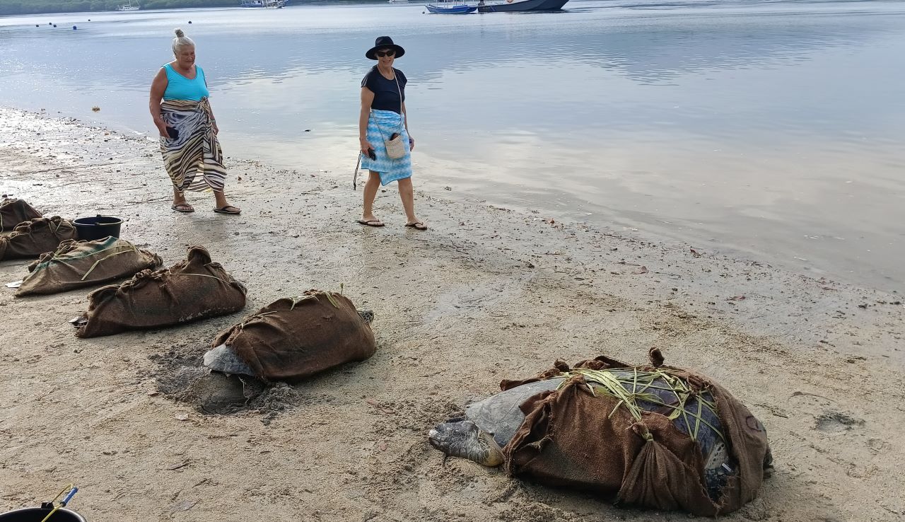 KEMBALI KE HABITAT: Penyu-penyu yang sempat ditemukan di sebuah gudang kosong di Desa Pemuteran. Penyu itu dilepasliarkan di Pantai Pasir Putih Banyuwedang pada Jumat (31/1/2025).