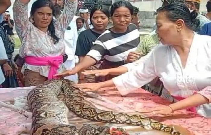 Warga berpakaian adat Bali yang memandikan bangkai ular sanca viral di media sosial.