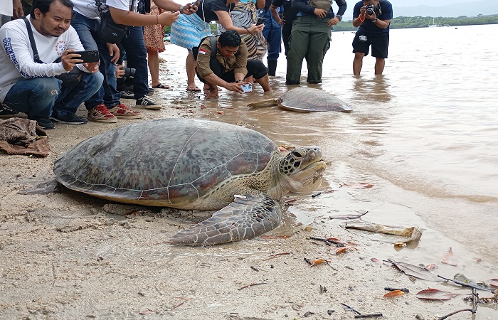 Salah satu penyu hijau selundupan di Desa Pemuteran, Kecamatan Gerokgak, Kabupaten Buleleng yang dilepasliarkan pada Jumat (31/1/2025) lalu. (dok. Radar Buleleng)