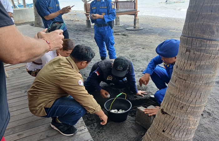 Petugas mengevakuasi 106 telur penyu lekang dari Pantai Tukadmungga ke KPP Umeanyar. Hal ini dilakukan sebab hanya 40 persen telur yang dapat menetas, lantaran efek dari situasi alam.