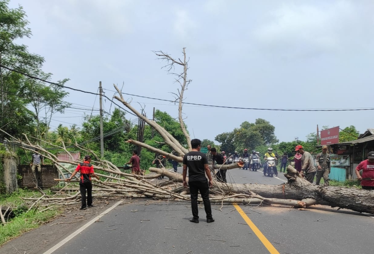 TEBANG: Pohon perindang di Jalan Raya Denpasar-Gilimanuk yang ditebang karena dinilai membahayakan pengguna jalan.