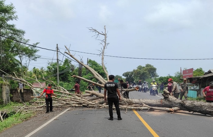 Penebangan pohon perindang Jalan Denpasar &ndash; Gilimanuk.