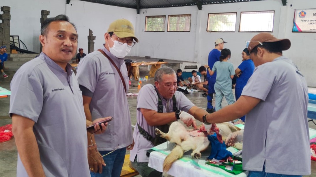 KASTRASI: Kegiatan kastrasi atau operasi steril bagi hewan, yang dilakukan oleh Persatuan Dokter Hewan Indonesia (PDHI) Buleleng.