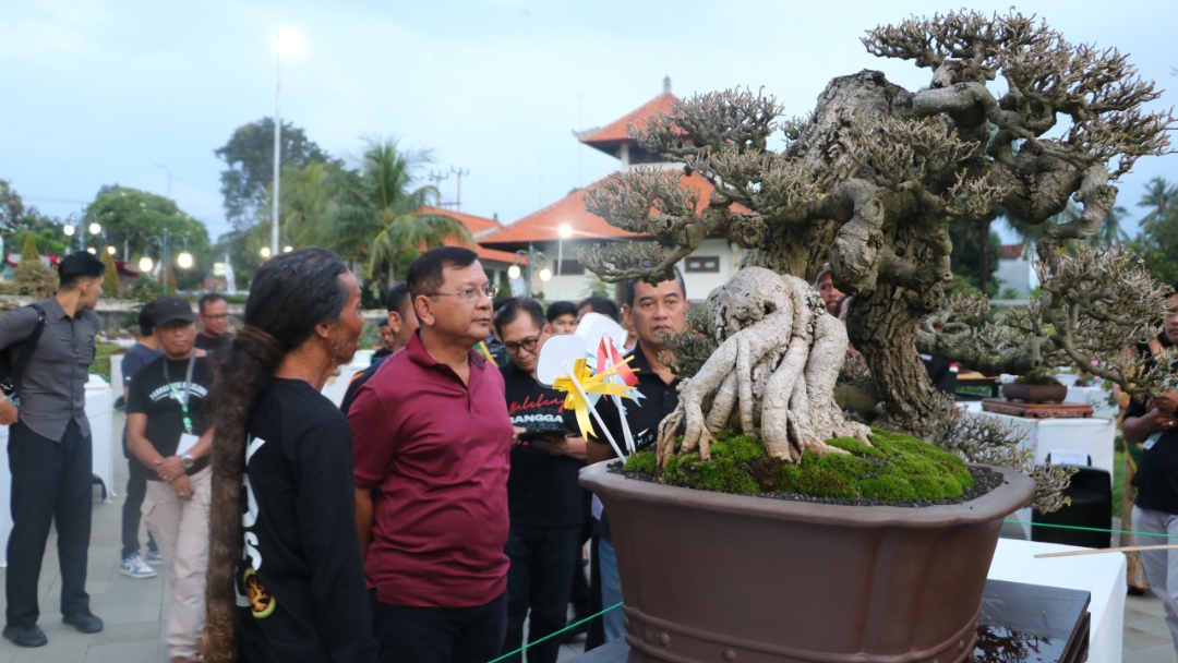 MAHAL DAN LANGKA: Salah satu bonsai yang dipamerkan di Buleleng. Bonsai tersebut merupakan salah satu bonsai langka nan mahal yang diboyong ke pameran bonsai.