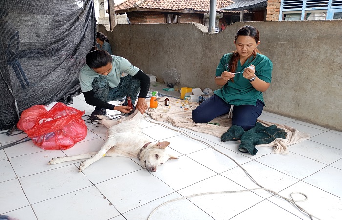 Petugas medis tengah menangani salah satu anjing yang hendak disterilisasi. Ini merupakan salah satu cara mencegah penyebaran rabies.