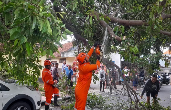 Petugas saat melakukan evakuasi terhadap pohon tumbang yang menimpa sebuah mobil. Tercatat per Rabu (19/3), ada 21 kejadian pohon tumbang di Buleleng.