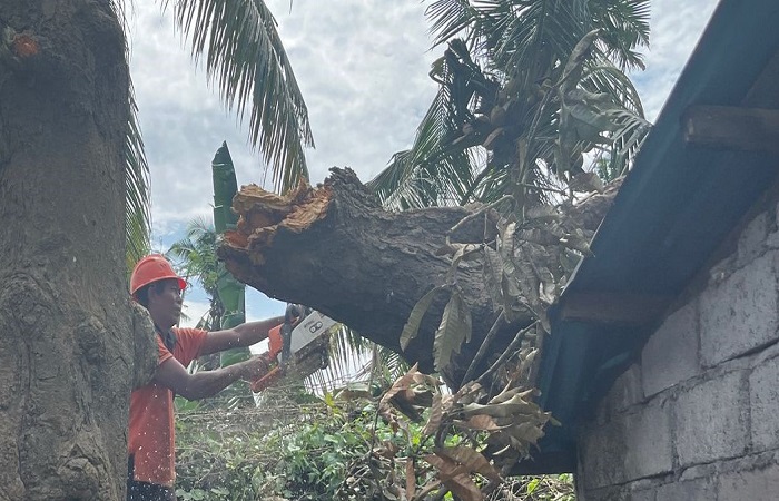 Pohon tumbang ini menimpa bangunan kantin SDN 3 Lebih, Gianyar pada Rabu (2/4) kemarin.