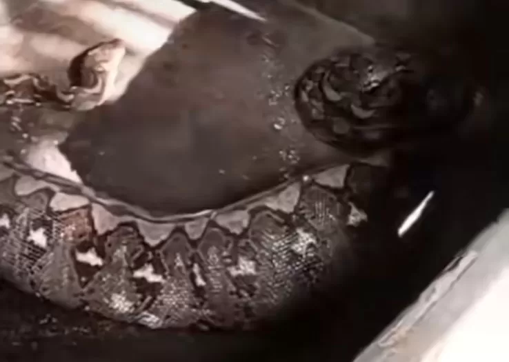 Seekor ular piton dengan perut besar ditemukan di dalam kandang babi milik warga di Seririt, Buleleng.