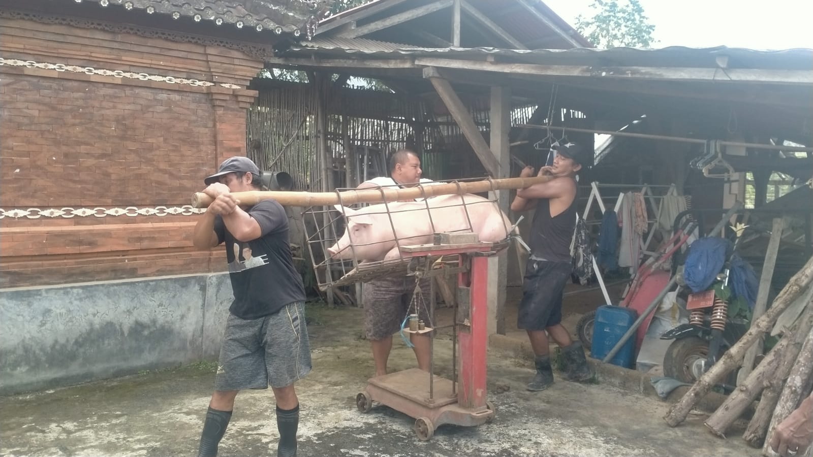 PASOKAN AMAN: Peternak di Tabanan tampak menimbang babi. Jelang hari raya Galungan, pasokan babi di Bali dipastikan dalam kondisi aman.