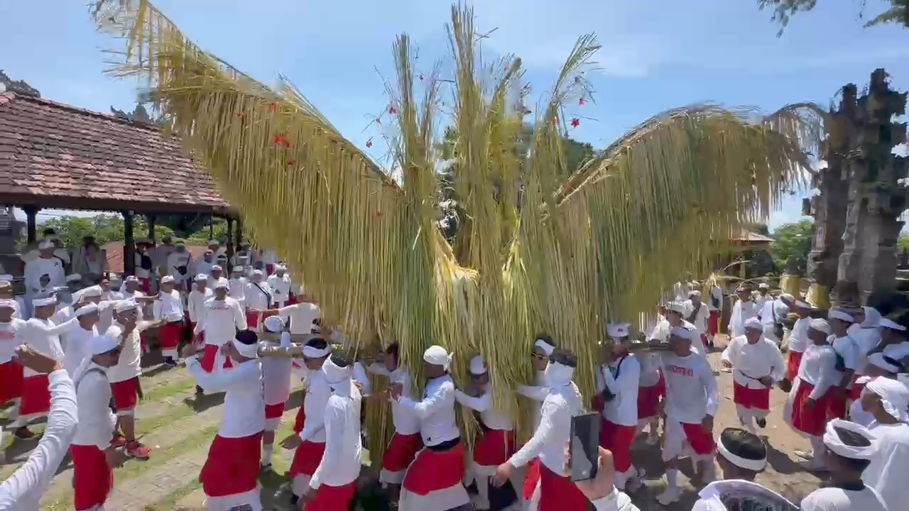 NGUSABA: Tradisi ngusaba bukakak yang dilakukan krama Subak Sangsit Dangih Yeh, Buleleng.