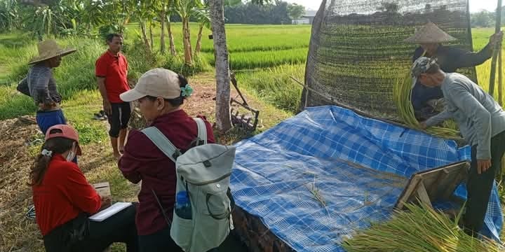 HARGA TINGGI: Suasana panen padi di Subak Aseman, Tabanan.