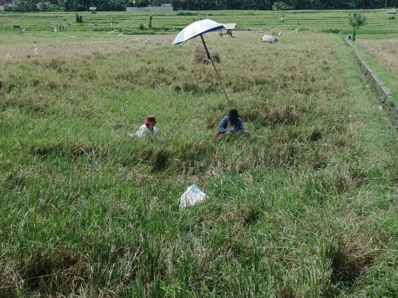 RONTOK: Kondisi areal persawahan di Kabupaten Jembrana, Bali. Padi dibiarkan rontok sendirinya. Petani kesulitan melakukan panen.