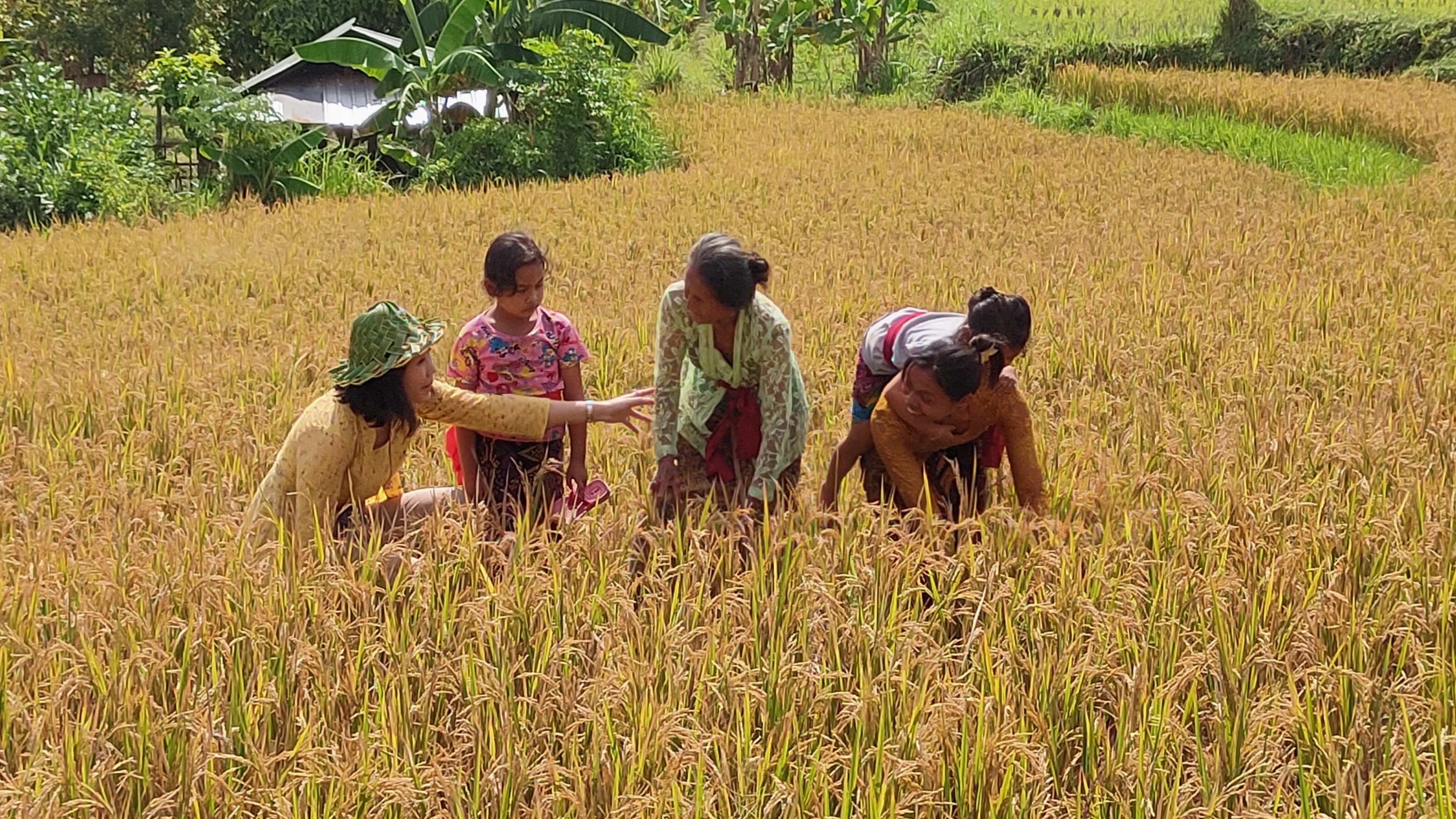 BERTEMU PETANI: Wakil Menteri Pemberdayaan Perempuan dan Perlindungan Anak (PPPA), Veronica Tan (paling kiri) saat mengunjungi Desa Nagasepaha, Buleleng.