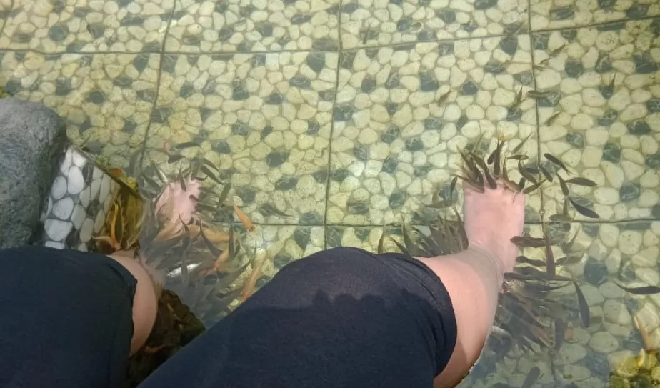 IKAN GARRA RUFA : Manfaat terapi ikan untuk kesehatan.