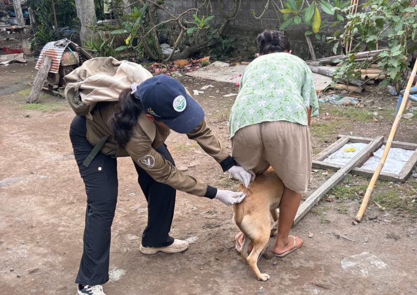 VAKSIN DULU: Petugas kesehatan hewan melakukan vaksinasi terhadap anjing peliharaan warga, guna mencegah kasus rabies.