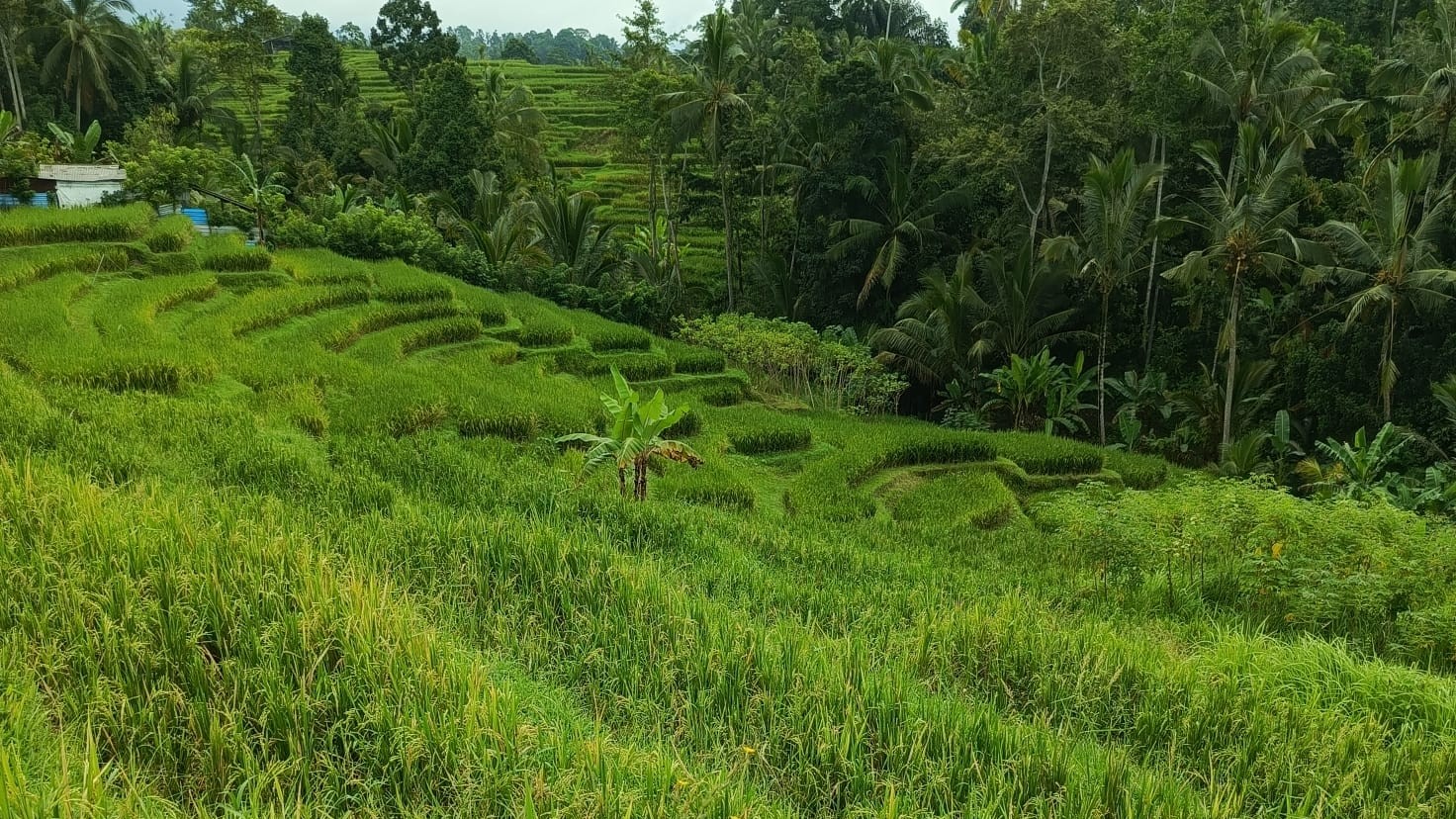 GAGAL PANEN: Kondisi sawah di Subak Piling, Kecamatan Penebel, gagal panen gara-gara diserang hama tikus.