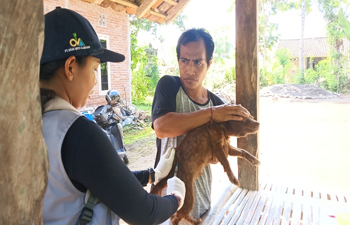 Vaksinasi rabies di Desa Tegal Badeng Barat, usai tejadi kasus anak 8 tahun meninggal suspek rabies.