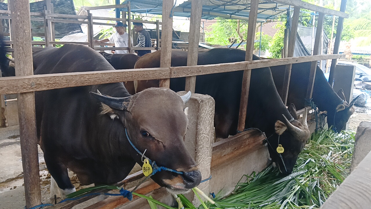 Permintaan Sapi Bali Melejit Jelang Idul Adha, Pengiriman ke Luar Pulau  Tembus 30 Truk