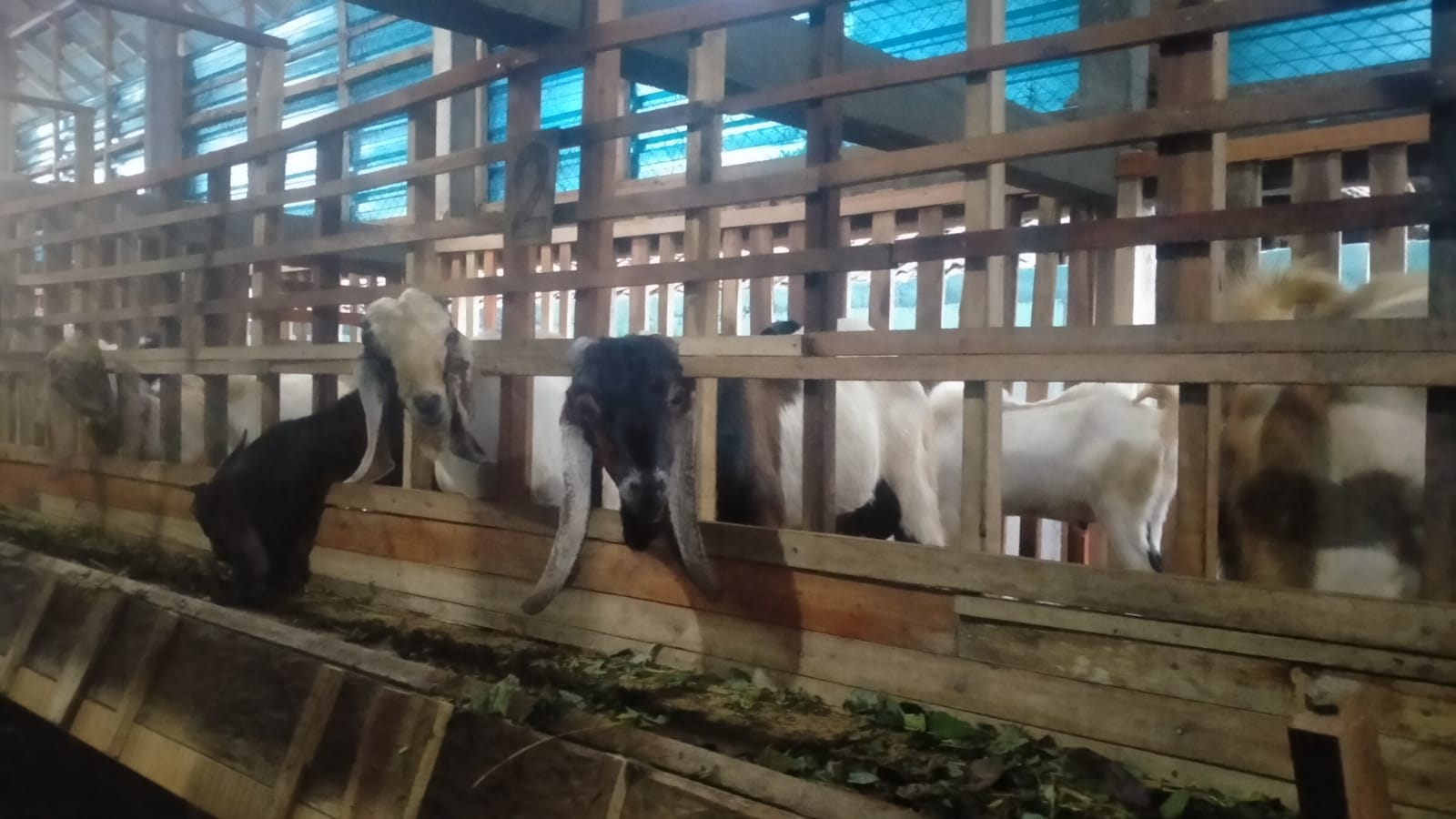TERNAK WARGA: Kambing yang diternakkan di Desa Jegu, Tabanan. Jelang hari raya Idul Adha, keuntungan peternak naik tinggi.