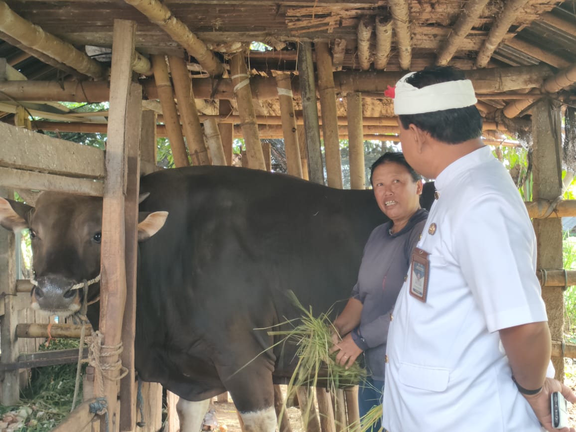 JUMBO: Sapi milik peternak di Buleleng. Sapi itu dibeli Presiden RI Prabowo Subianto untuk kurban di Bali.