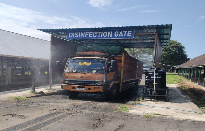 Karantina Bali memeriksa setiap sapi yang melintasi Bali.