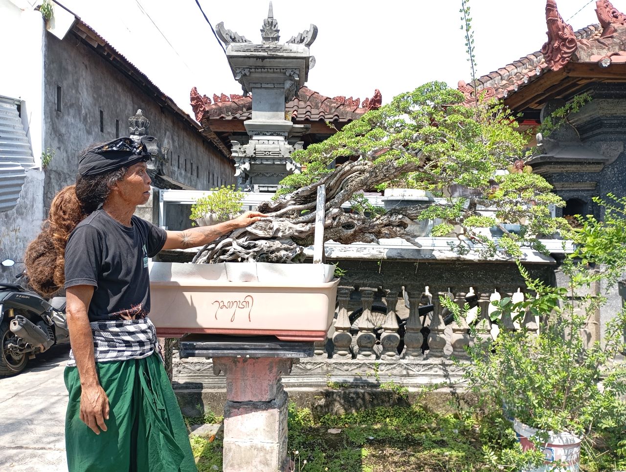 SENIMAN BONSAI: Ketut Windu Saputra menunjukkan salah satu bonsai miliknya.