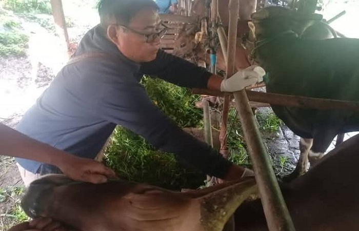 Suasana vaksin PMK yang dilakukan Dinas Pertanian Tabanan terhadap sejumlah hewan ternak sapi di Tabanan.