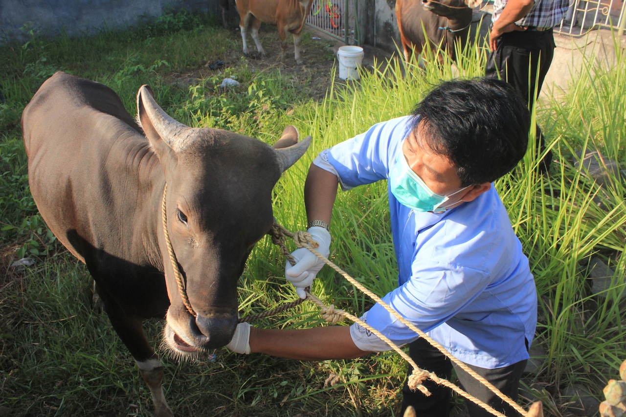 KURBAN: Proses pemeriksaan hewan pada sapi yang hendak dijadikan sarana kurban di Kabupaten Buleleng.