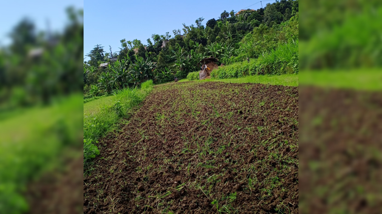 TADAH HUJAN: Ladang milik Wayan Sumitra di Desa Tegallinggah. Lahan itu kini ditanami jagung.