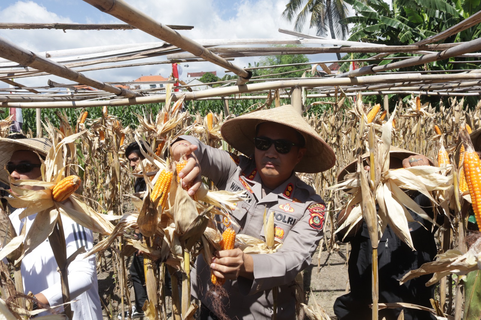 PANEN RAYA: Kapolres Buleleng, AKBP Ida Bagus Widwan Sutadi melakukan panen jagung pada lahan yang dikelola Polres Buleleng.