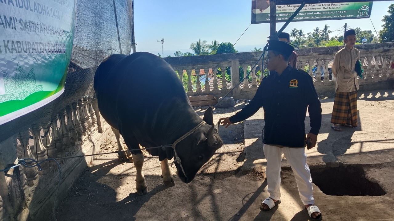 SAPI JUMBO: Sapi bantuan Presiden RI Prabowo Subianto. Sapi itu diberikan kepada umat muslim di Desa Pegayaman, Buleleng.