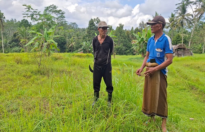 Puluhan hektare lahan pertanian di Subak Tohpati tidak mendapatkan air.